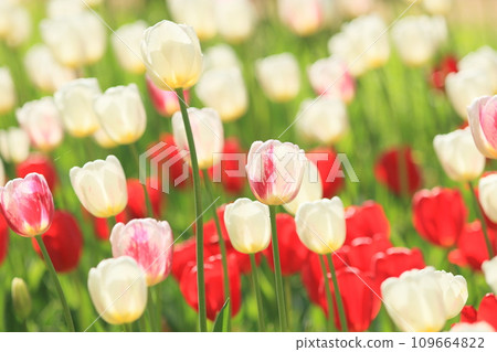 七彩鬱金香 七彩鬱金香 盛開的鬱金香 109664822