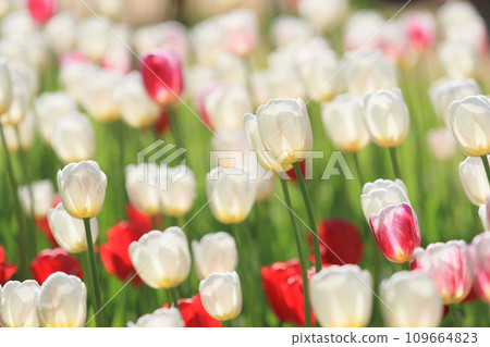 Colorful tulips Colorful tulips Tulips in full bloom 109664823