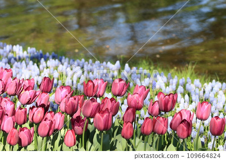 Colorful tulips Colorful tulips Tulips in full bloom 109664824
