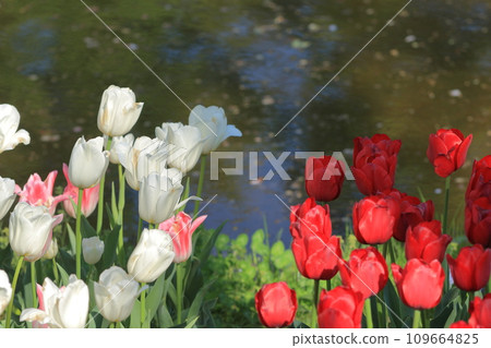 Colorful tulips Colorful tulips Tulips in full bloom 109664825