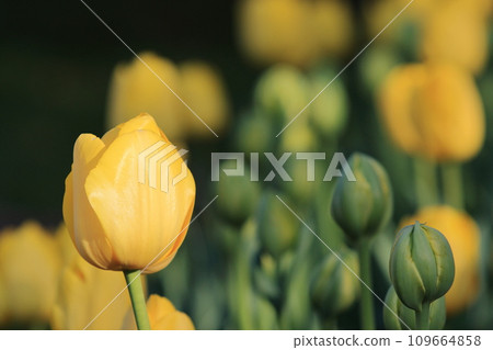 Yellow tulip Tulip shining in the sunlight 109664858