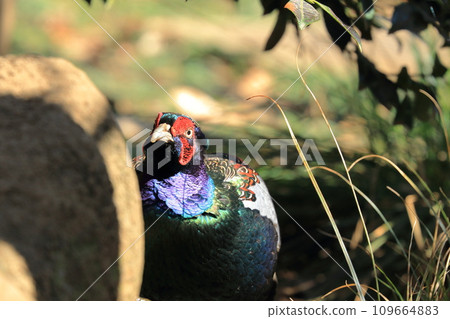 Pheasant Male Pheasant Pheasant Male Pheasant 109664883