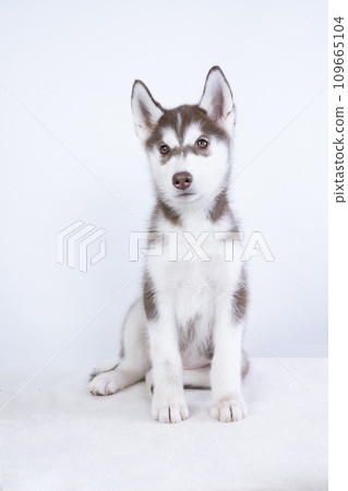 siberian husky puppy siberian husky puppy 109665104