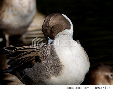 Male of the long-tailed duck 109665148