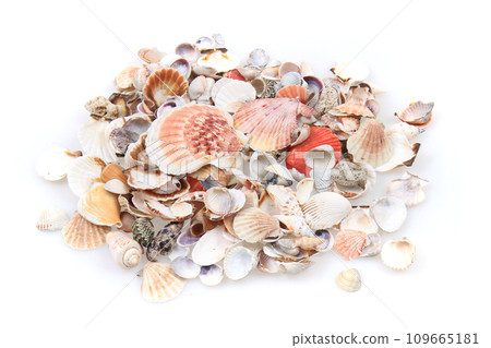 sea shells isolated sea shells isolated 109665181
