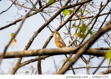 Shrike and Mozu perched on a tree branch Shrike and Mozu perched on a tree branch 109665354
