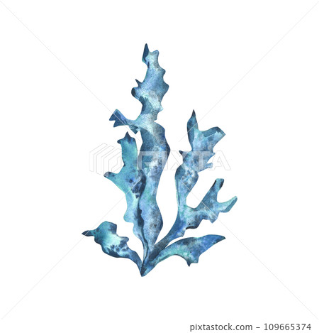 A branch of sea corals, turquoise and blue algae. Hand drawn watercolor illustration. Underwater world, sea clipart for decoration and design. Isolated element on white background. A branch of sea corals, turquoise and blue algae. Hand drawn watercolor illustration. Underwater world, sea clipart for decoration and design. Isolated element on white background. 109665374