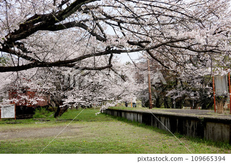 岐阜縣揖斐郡揖斐川町_谷口站7_2023年3月 岐阜縣揖斐郡揖斐川町_谷口站7_2023年3月 109665394