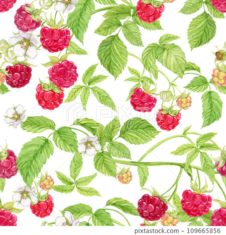 Raspberry branches on a white background. Watercolor seamless background with summer red berries. Illustration for spring cover, summer textile, wedding invitation. Red berries, flowers, leaves. Raspberry branches on a white background. Watercolor seamless background with summer red berries. Illustration for spring cover, summer textile, wedding invitation. Red berries, flowers, leaves. 109665856