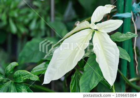 Syngonium podophyllum, Arrowhead Vine or Goosefoot Plant or Araceae Syngonium podophyllum, Arrowhead Vine or Goosefoot Plant or Araceae 109665864