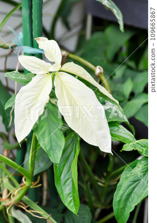 Syngonium podophyllum, Arrowhead Vine or Goosefoot Plant or Araceae 109665867