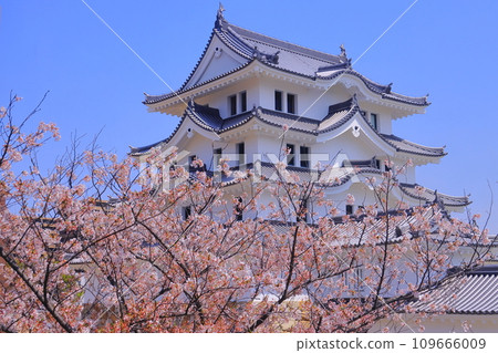 Amagasaki Castle (Amagasaki City, Hyogo Prefecture) Cherry blossoms blooming 109666009