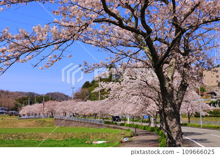好的！ ！櫻花街（兵庫縣川邊郡豬名川町） 109666025