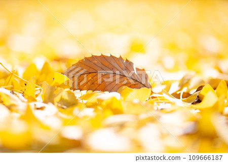 可愛的落葉。 。 。 可愛的落葉。 。 。 109666187