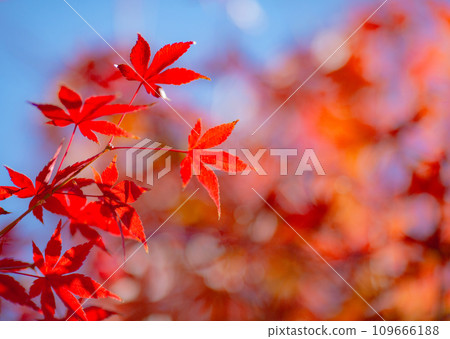 楓樹之美。 楓樹之美。 109666188