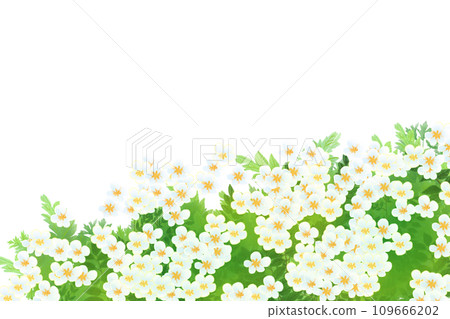 Yarrow, yarrow flower card 1 109666202