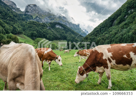 Herd of cow grazing on pasture and swiss alps at Appenzell, Switzerland 109666353