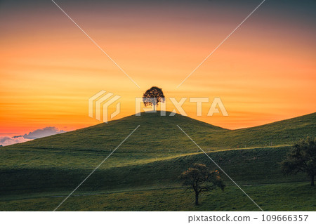 Scenic of sunrise over lonely tree on hill in rural scene 109666357