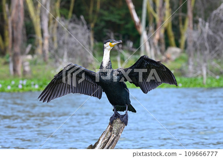 Cormorant bird dries its wings sitting on a dry tree in the middle of Lake Naivasha in Kenya 109666777