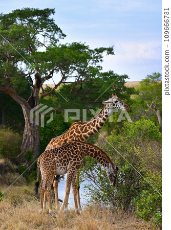 Couple of wild giraffes graze in their natural environment Couple of wild giraffes graze in their natural environment 109666781