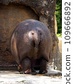 The cute butt of a hippopotamus that wants to go home 109666892