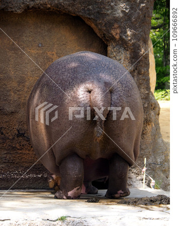 The cute butt of a hippopotamus that wants to go home The cute butt of a hippopotamus that wants to go home 109666892