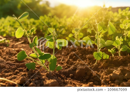 Cultivated land close up with sprout. Generative AI 109667099