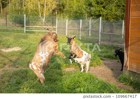 In the sunshine of the barnyard, goats jump and butt while playing with each other. A goat on the green grass jumps and butts another goat with its large horns. Farm concept with small livestock. In the sunshine of the barnyard, goats jump and butt while playing with each other. A goat on the green grass jumps and butts another goat with its large horns. Farm concept with small livestock. 109667417