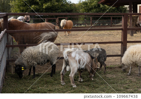 Domestic animals goats and sheep in a pen in a petting zoo. Goats and sheep eat grass and hay in their enclosure. No people. Small cattle walk around the animal pen. 109667438