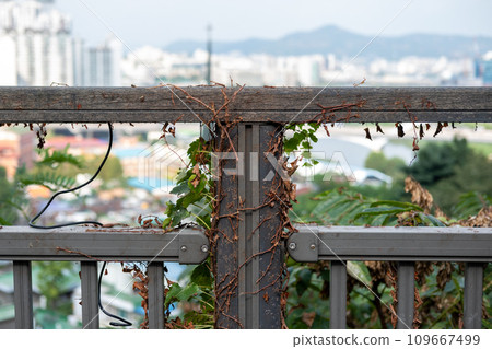 Close-up photo of fence with ivy. with blurred background of the city Close-up photo of fence with ivy. with blurred background of the city 109667499