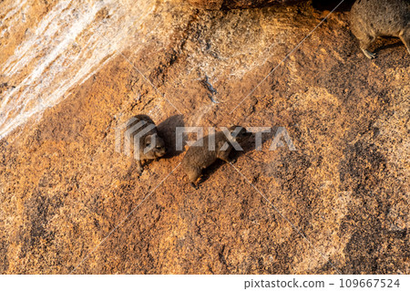 Hyrax near Spitzkoppe 109667524