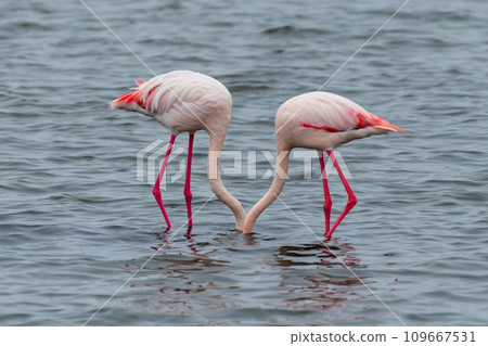 Flamingos near Walvis Bay Flamingos near Walvis Bay 109667531