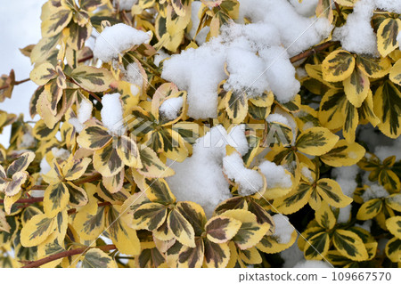 Snow lies on the leaves of evergreen bushes Euonymus Fortune Snow lies on the leaves of evergreen bushes Euonymus Fortune 109667570