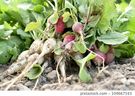 White and red radishes in the garden. White and red radishes in the garden. 109667583