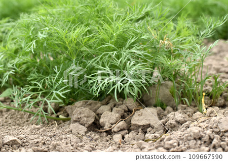 Green leaves of dill grew in the garden. Green leaves of dill grew in the garden. 109667590
