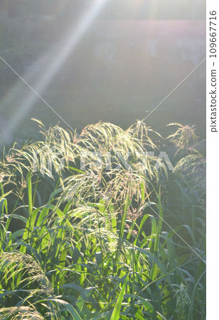 Green field grass fluffy flowering panicles with bright shining sun on sunny summer day evening. Feather grass. Natural background Nature backdrop 109667716