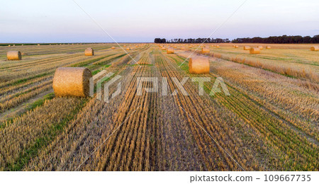 Many bales of wheat straw twisted into rolls with long shadows after wheat harvest lie on field during sunset sunrise. Flying over straw bales rolls on field. Aerial drone view. Agricultural landscape 109667735