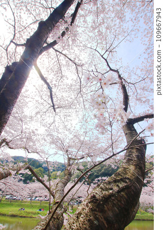 盛開的櫻花，強大的櫻花樹 109667943