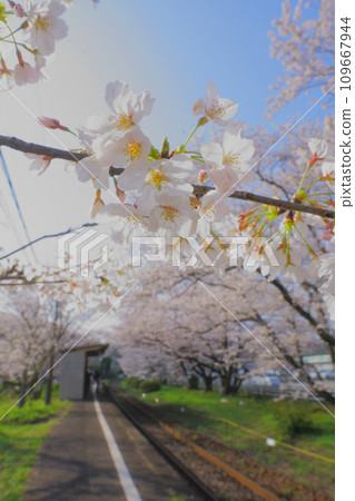 櫻花樹環繞的火車站/鐵軌 109667944