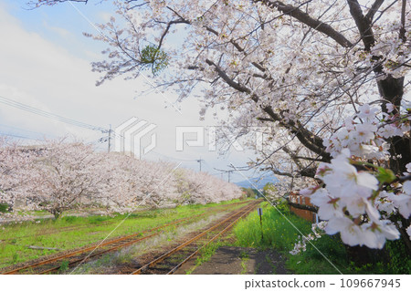 櫻花樹環繞的鐵路和軌道 櫻花樹環繞的鐵路和軌道 109667945