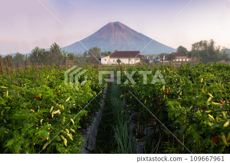Bromo in the beautiful morning 109667961