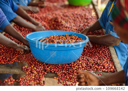 Many female workers working on the plantation and sorting coffee fruits 109668142