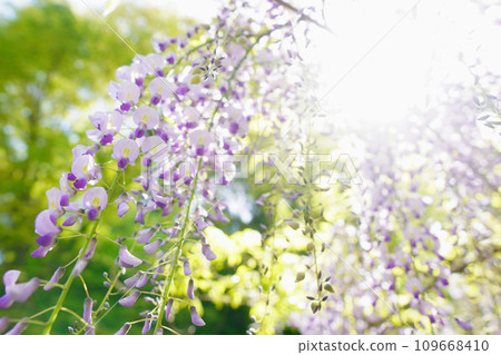 Beautifully blooming wisteria flowers horizontally 109668410