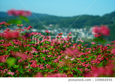 藍天下的紅蕎麥田 109668956