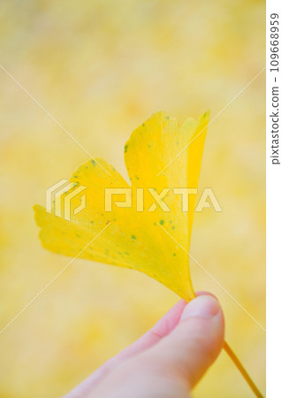 A ginkgo leaf held in hand A ginkgo leaf held in hand 109668959