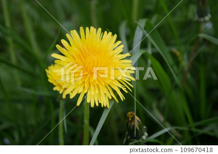Yellow dandelion flower on green grass background. Close up. Yellow dandelion flower on green grass background. Close up. 109670418