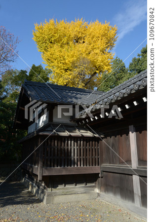 秋天的京都御苑、堺町五門和黃銀杏葉,京都市上京區 秋天的京都御苑、堺町五門和黃銀杏葉,京都市上京區 109670842
