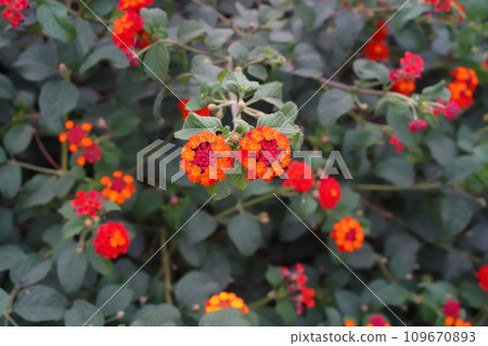 Lantana camara orange-yellow and scarlet flowers in inflorescences around red, pink or purple stamens on a background of green leaves. Close-up of multicolored flowers of the tropical shrub. Lantana camara orange-yellow and scarlet flowers in inflorescences around red, pink or purple stamens on a background of green leaves. Close-up of multicolored flowers of the tropical shrub. 109670893
