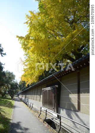 秋天的京都御苑、築地牆和黃銀杏葉，京都市上京區 109670995