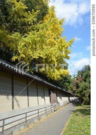 秋天的京都御苑、築地牆和黃銀杏葉,京都市上京區 秋天的京都御苑、築地牆和黃銀杏葉,京都市上京區 109670998